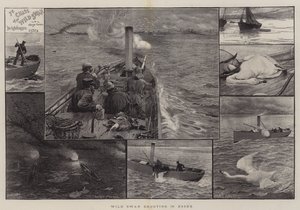 Wild Swan Shooting in Essex by Charles J. Staniland